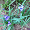 Spiderwort