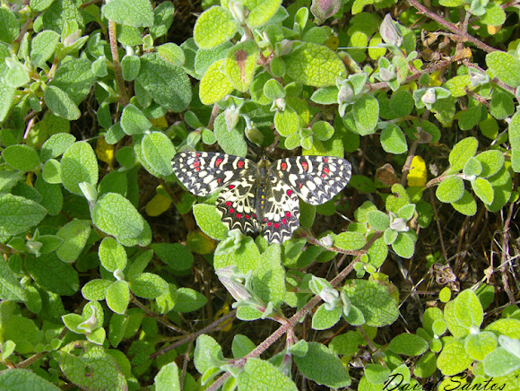 Spotting Image 1