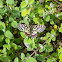 Spanish Festoon