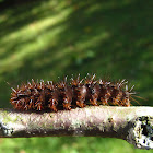 Tiger Moth