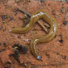 Terrestrial Flatworm