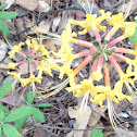 Florida Azalea