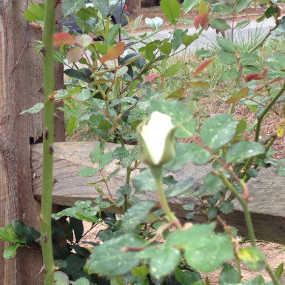 Spotting Image 1