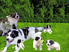 Cachorros San Bernardo A 100 Usd