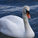Mute Swan