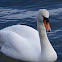 Mute Swan