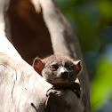 Sportive Lemur