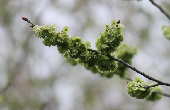 Spotting Image 1
