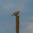 Western Meadowlark