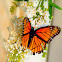Viceroy Cats