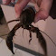 Crawfish