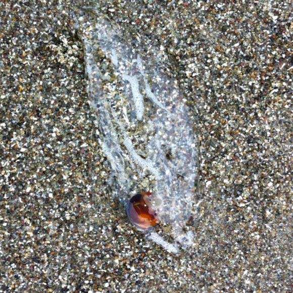 Spotting Image 1