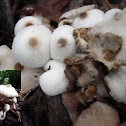 Lepiota cepaestipes (onion stalked lepiota)