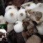 Lepiota cepaestipes (onion stalked lepiota)