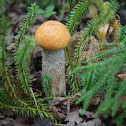 Leccinum vercipelle