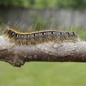 eastern tent caterpillar (larva)