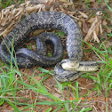 Black ratsnake
