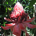 Red Torch Ginger