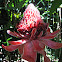 Red Torch Ginger