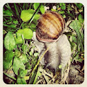 Caramujo Africano