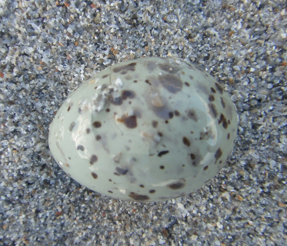 Spotting Image 1