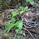 Turkey Tail Fungi