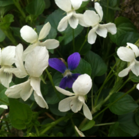 Spotting Image 1