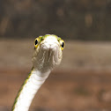 Vine Snake