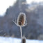 Winter Thistle