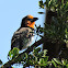 Black-collared Barbet