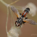 Bicolor Tachinid fly