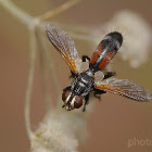 Bicolor Tachinid fly