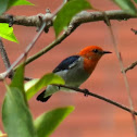 Scarlet-headed Flowerpecker (male)
