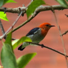 Scarlet-headed Flowerpecker (male)