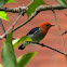 Scarlet-headed Flowerpecker (male)
