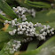 Slime mold