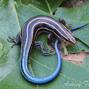 Five-lined Skink