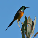 Orange-Breasted Sunbird