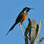 Orange-Breasted Sunbird