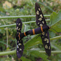 Wasp Moth
