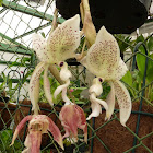 Stanhopea