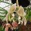 Stanhopea