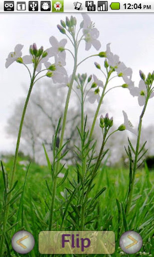 Foraging Flashcards: Spring