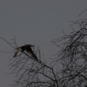 Imperial Eagle