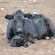 Cow and Calf