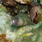 White-eyed Moray Eel 