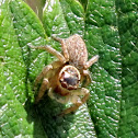 Jumping spider