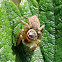 Jumping spider