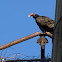 Turkey Vulture