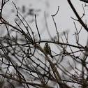 Blue Tit